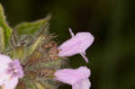 Wild basil 